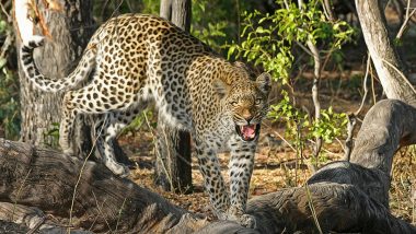 Leopard Attack in Mumbai: Small Boy Injured After Being Attacked by Big Cat in Goregaon